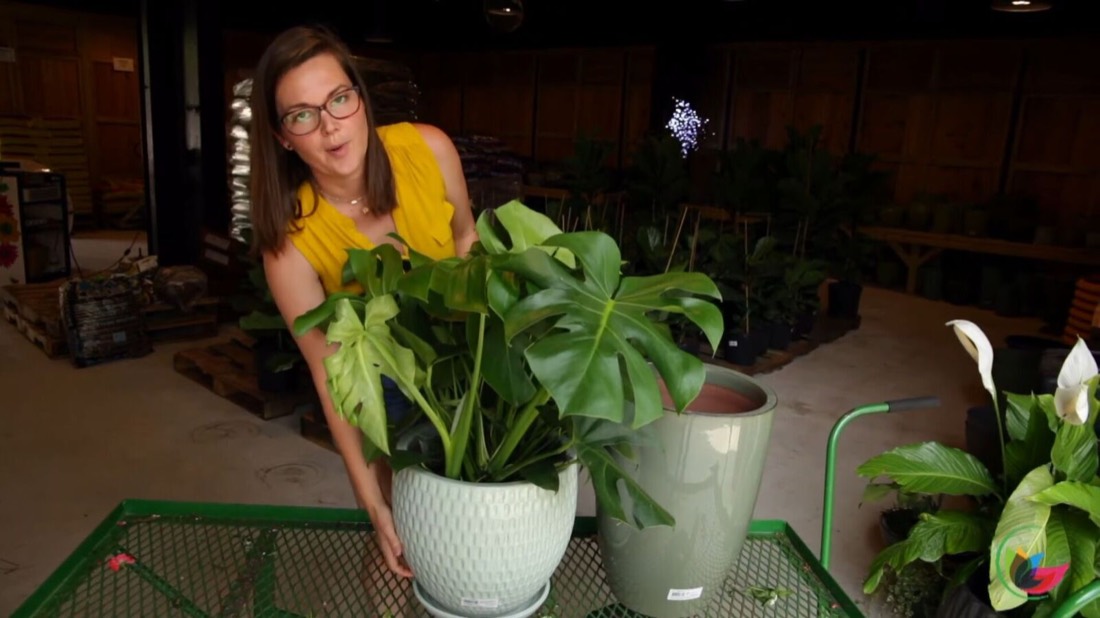 How to Display a Monstera Plant in Your Home